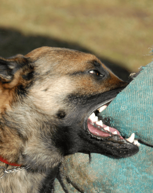 salt lake city dog bite lawyer