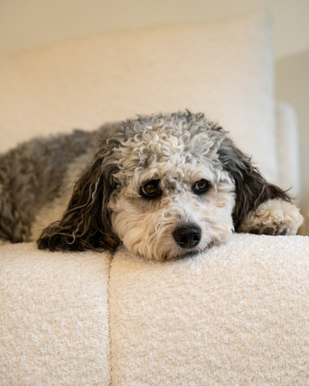The firm's curly-haired grey and white dog resting its chin on a cream sofa with a glum expression.